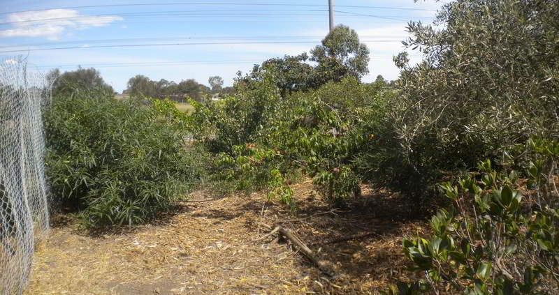 fruit tree panorama-2014-lores