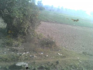 Ricefield through a dirty window