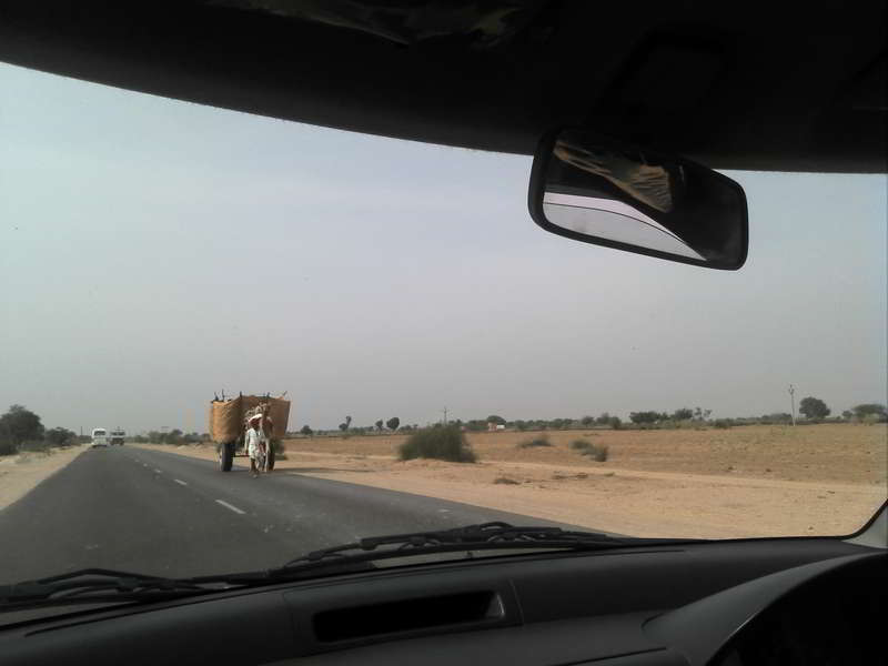 camel-on-road